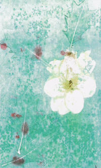 Jane Ashford painting white flower